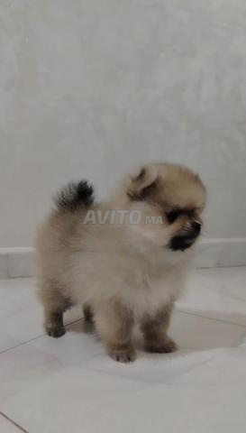 Spitz nain Pomeranian - 2