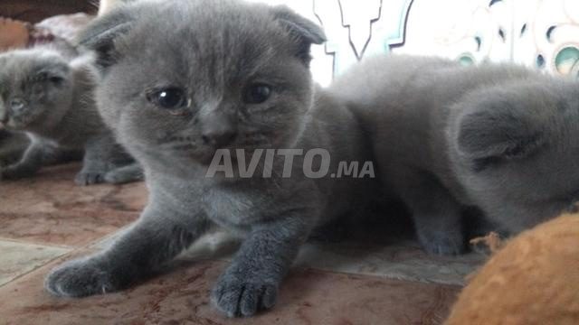 Bonjour des chats Scottish Fold - 2