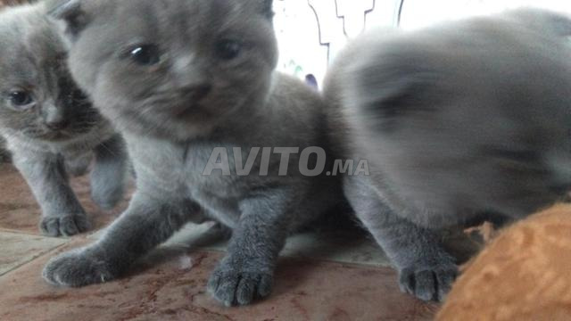 مرحباً بقطط سكوتش فولد