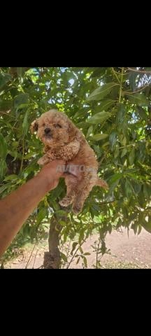 جرو بودل