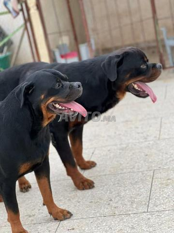 Super chiots Rottweiler mâle et femelle - 2
