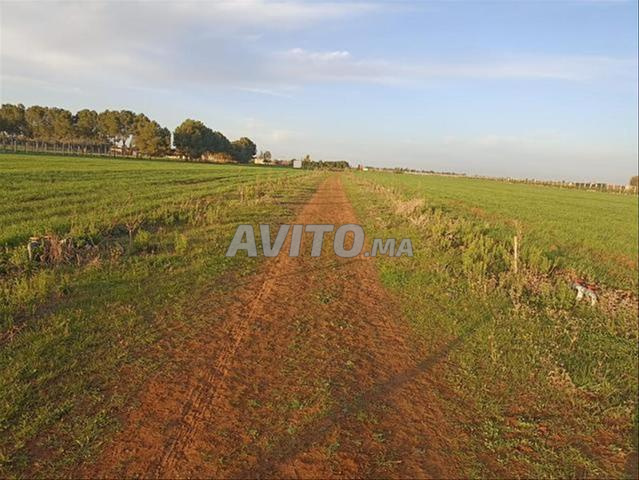 Terrains et fermes agricoles titrés - Bir Jdid - 2