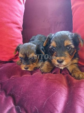 Sublime chiots Yorkshire terrier - 2