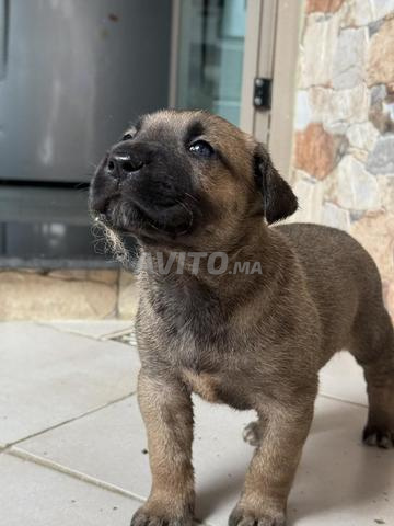 canecorso (mal) - 2