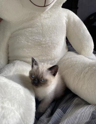 Chaton siamois - 2