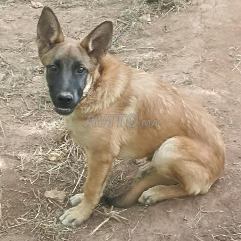 Chien Malinois Mâle - 2
