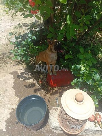 Chien Malinois Mâle - 2