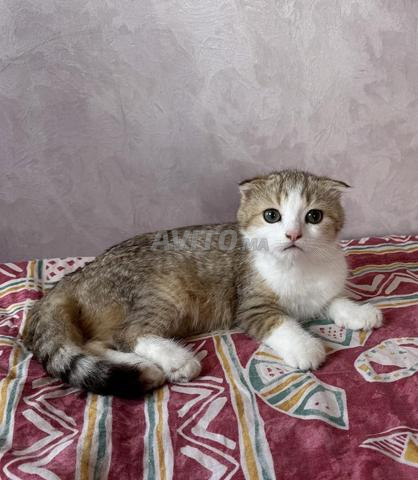 Scottish Fold / British Shorthair - 2