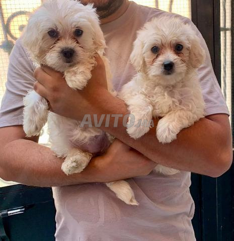 Bichon Maltais - 2