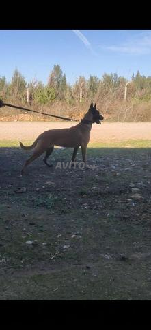 أنثى مالينوا - 2