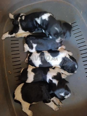 Chiots Épagneuls Bretons pedigree - 2