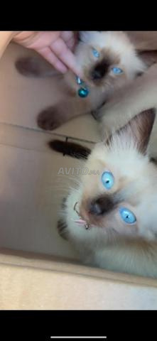 Chatons Siamois pure race - 2