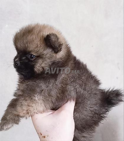 Chiot Spitz Pomeranian - 2
