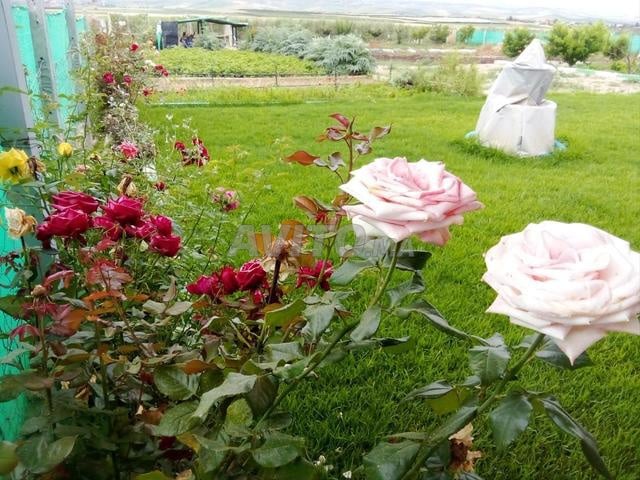 مزرعة ممتازة