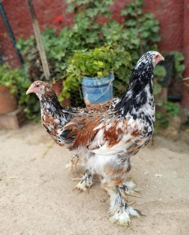 Oeufs fécondés Brahma Porselan brahma porsolan