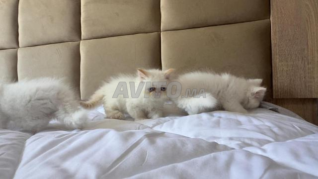 Chaton persan - 2