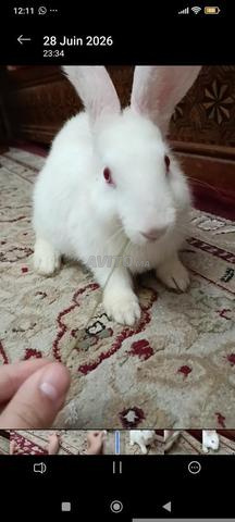 Lapin blanc sexe inconnu prix arrangeable - 2