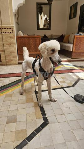 Caniche Standard (Poodle Royal) - 2
