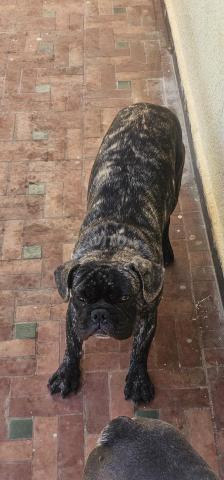 Chien bulldog - 2