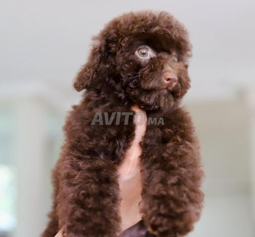 Poodle toy male CHOCOLAT pedigree MKC
