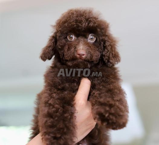 Poodle toy male CHOCOLAT pedigree MKC