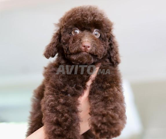 Poodle toy male CHOCOLAT pedigree MKC