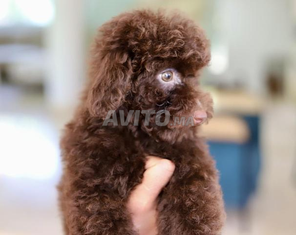 Poodle toy male CHOCOLAT pedigree MKC