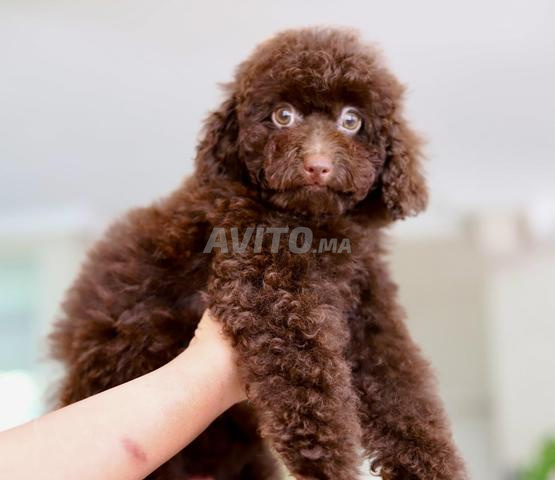 Poodle toy male CHOCOLAT pedigree MKC