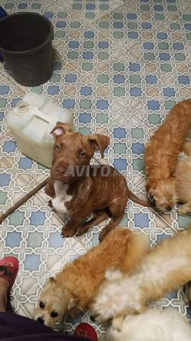 Chiens à vendre - 2