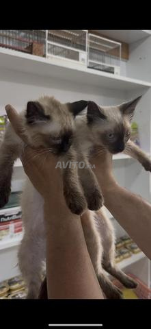 chatons siamois - 2