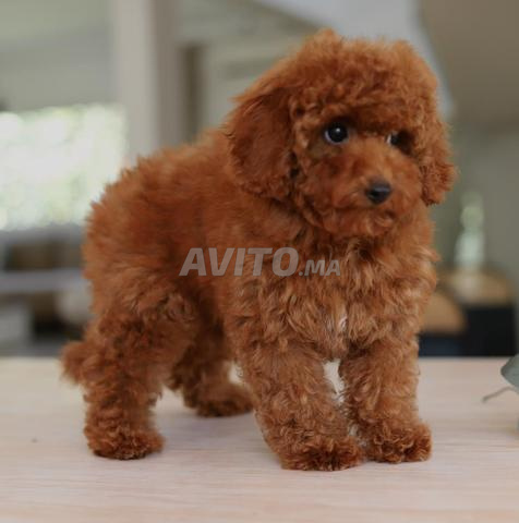 Chiot poodle très petit toy pedigree MKC