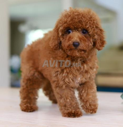 Chiot poodle très petit toy pedigree MKC