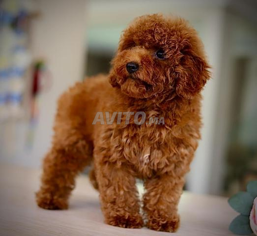 Chiot poodle très petit toy pedigree MKC