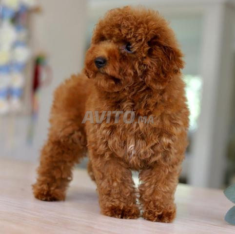 Chiot poodle très petit toy pedigree MKC