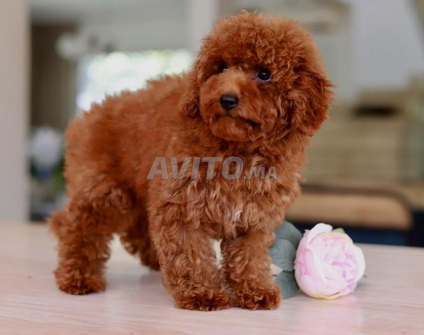 Chiot poodle très petit toy pedigree MKC