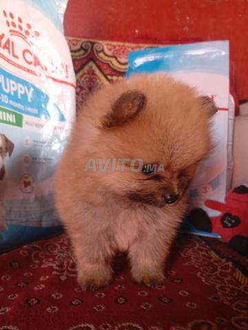 Chiot Spitz Pomeranian - 2