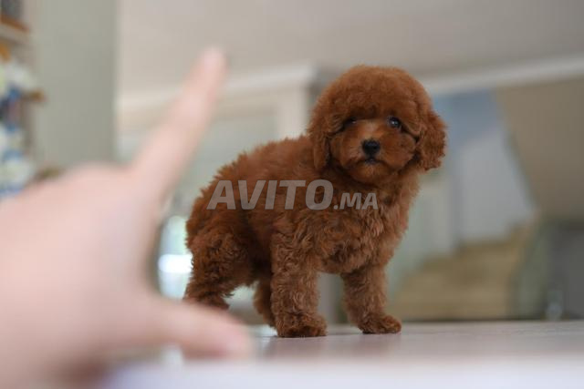 Femelle poodle teacup avec pedigree MKC