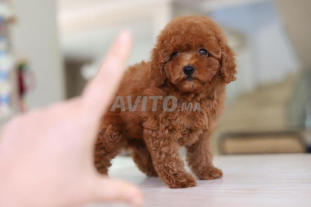Femelle poodle teacup avec pedigree MKC