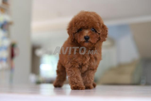 Femelle poodle teacup avec pedigree MKC