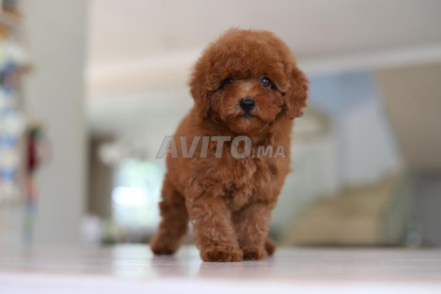 Femelle poodle teacup avec pedigree MKC