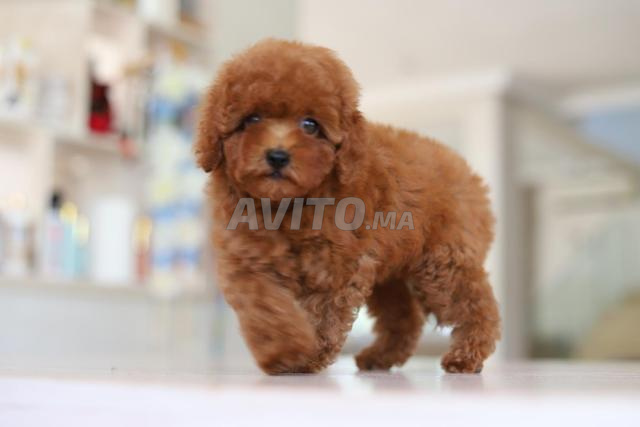 Femelle poodle teacup avec pedigree MKC