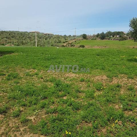 Terrain titré à vendre Tétouan
