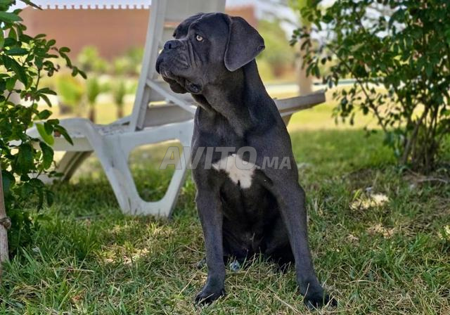 Femelle Cane Corso - 2