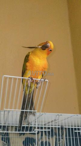 🦜 Sun Conure à vendre