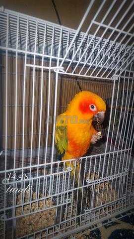 🦜 Sun Conure à vendre - 2