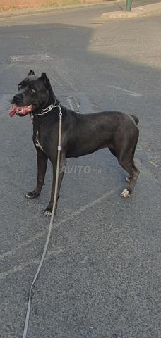 Vente chienne Cane Corso - 2