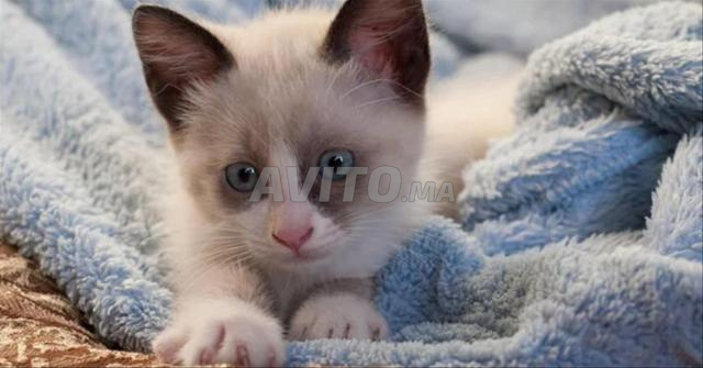 Chat siamois Snawchaw - 2