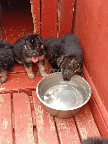 Chiot Bergé Allemand Poil Long