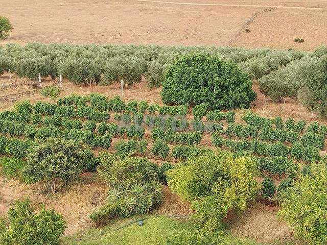 أرض فلاحية للبيع - 2