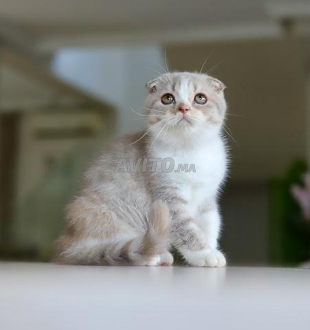 Chatons Scottish & British avec pedigree wcf